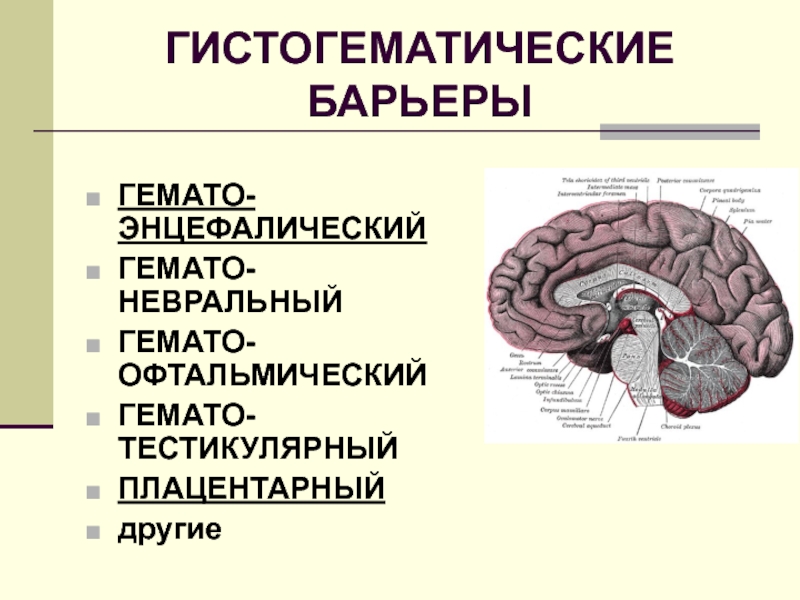 Гематоликворный барьер гистология схема