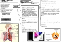 ДЫХАТЕЛЬНАЯ СИСТЕМА
Функции:
Голосообразование
Начальные этапы внешнего