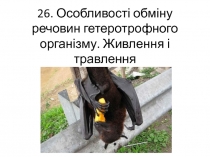 26. Особливості обміну речовин гетеротрофного організму. Живлення і травлення