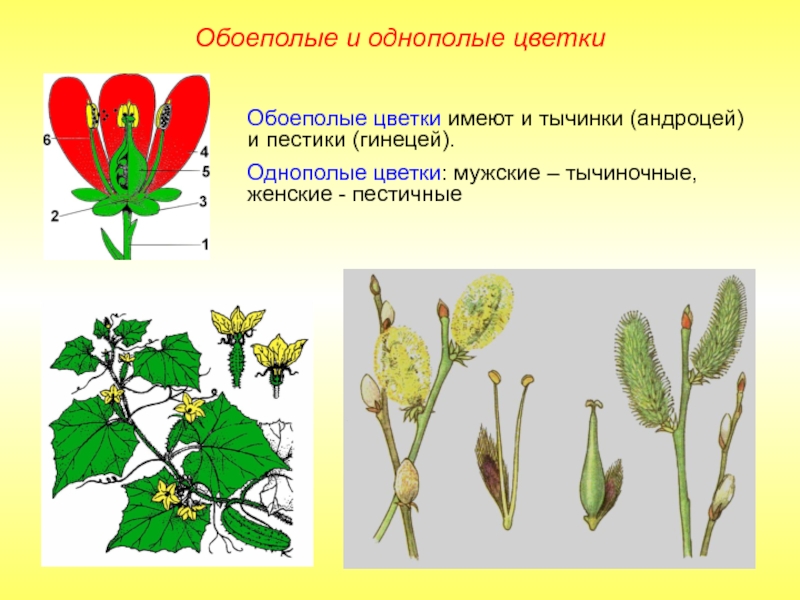 Обоеполые цветки имеют и тычинки (андроцей) и пестики (гинецей).Однополые цветки: мужские – тычиночные, женские - пестичныеОбоеполые и