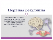 Нервная регуляция