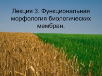 Лекция 3. Функциональная морфология биологических мембран