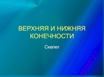 ВЕРХНЯЯ И НИЖНЯЯ КОНЕЧНОСТИ