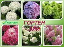 ГОРТЕНЗИИ