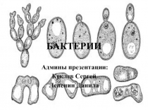 БАКТЕРИИ