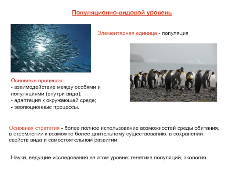 Популяционно видовой уровень общая характеристика виды и популяции 11 класс презентация