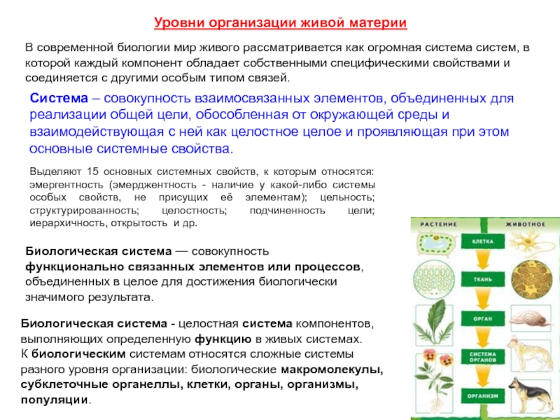 Какой уровень живой материи пропущен. Основные свойства организации живых систем. Уровни организации биосистем. Свойства и уровни организации живых систем. Уровни организации живой материи 2 систем.