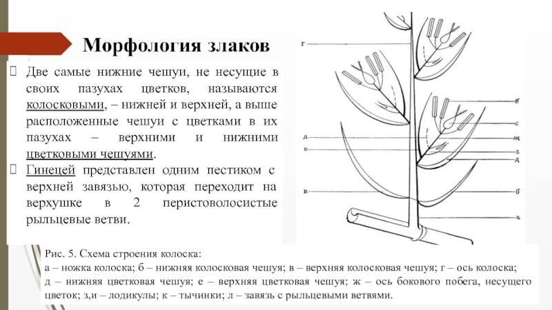 Семейство Злаковые ( Роасеае Barnh.) Две самые нижние чешуи, не несущие в своих пазухах цветков, называются Две самые нижние чешуи, не несущие в своих пазухах цветков, называются колосковыми, – нижней и верхней, а
