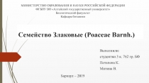 Семейство Злаковые ( Роасеае Barnh.)