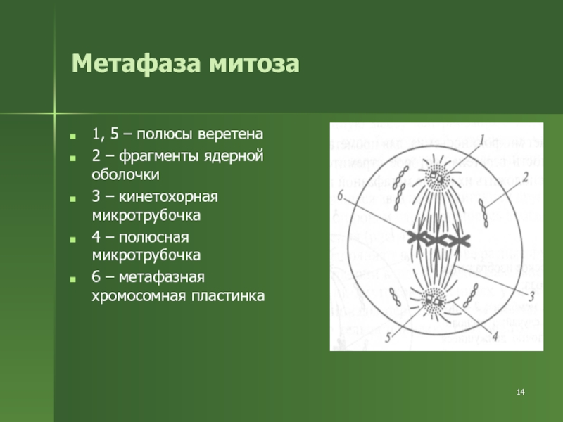 Полюса веретена деления