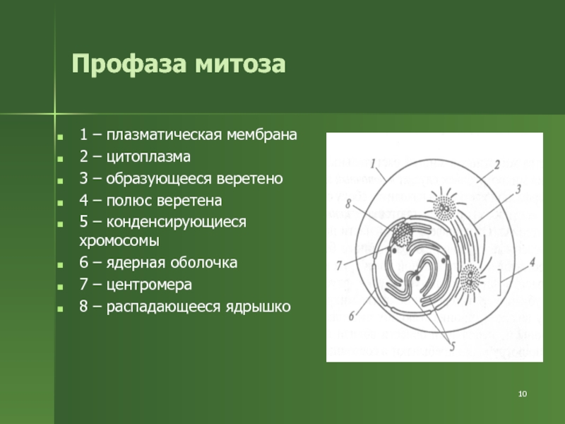 Рисунок профазы митоза