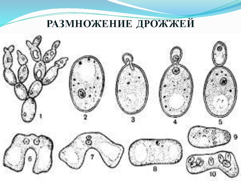 Картинка размножение дрожжей