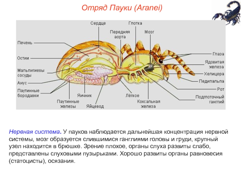 Паукообразные паутинные железы. Нервное строение паука. Нерв система паукообразных. Нервная система паука крестовика. Нервная система система паука крестовика.