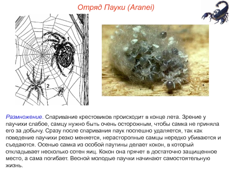 Паук крестовик тип развития. -Отряд пауки (Aranei). Пауки размножение. Отряды паукообразных.