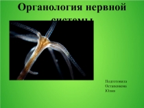 Органология нервной системы
Подготовила Остапенкова Юлия