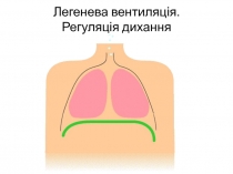 Легенева вентиляція. Регуляція дихання