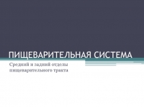 ПИЩЕВАРИТЕЛЬНАЯ СИСТЕМА