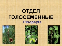 ОТДЕЛ ГОЛОСЕМЕННЫЕ