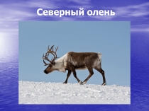 Северный олень