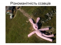 Різноманітність ссавців