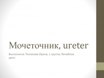 Мочеточник, ureter
