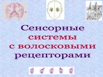 1
Сенсорные
системы
с волосковыми
рецепторами