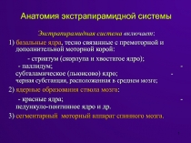 1
Анатомия экстрапирамидной системы
Экстрапирамидная система включает :
1)