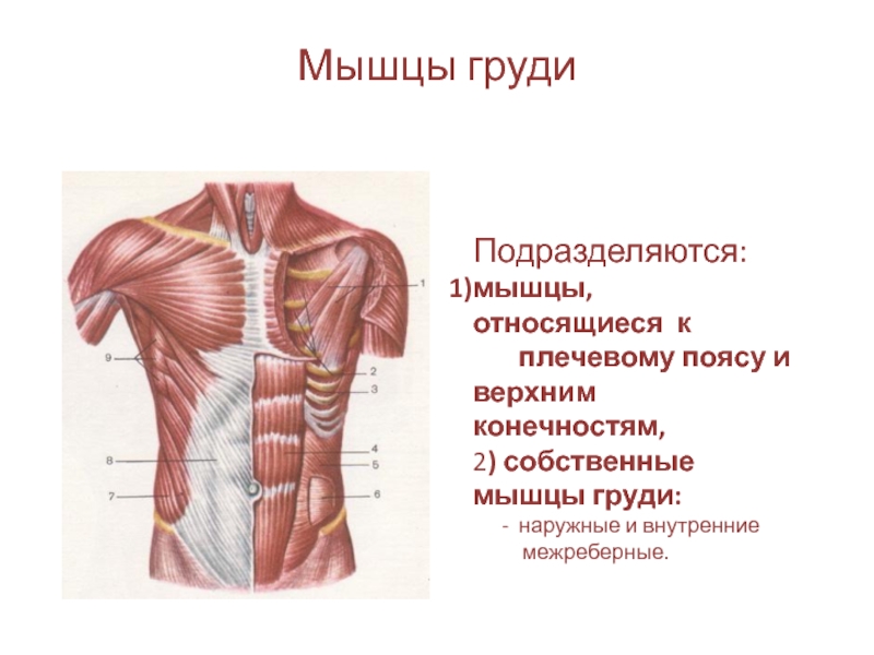 Мышцы грудной клетки. Поверхностные мышцы груди вид сбоку. Поверхностные мышцы грудной клетки анатомия. Мышцы поверхностной мышцы груди. Мышцы сбоку грудной клетки.