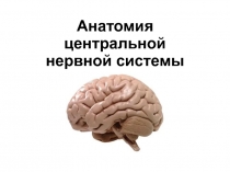 Анатомия центральной нервной системы