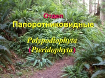 Отдел Папоротниковидные
