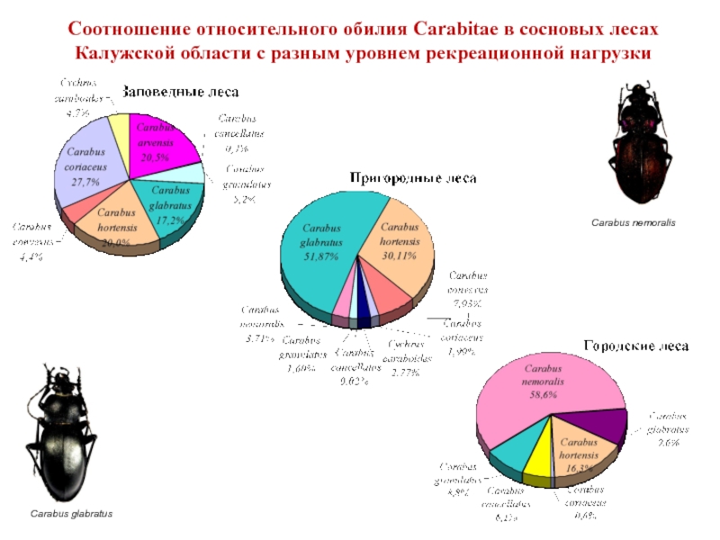Уровни биологического разнообразия. Относительное обилие. соотнеси примеры с уровнем биоразнообразия.. биоразнообразие имеет следующие основные уровни:.