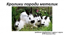 Кролики п ороди метелик