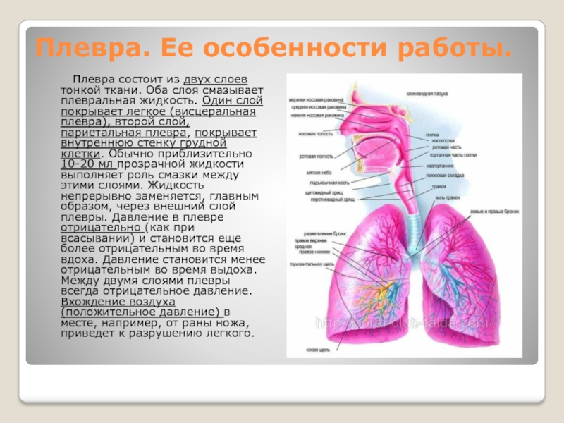 Презентация на тему плевриты