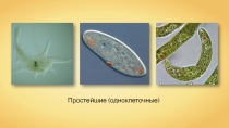 Простейшие (одноклеточные)