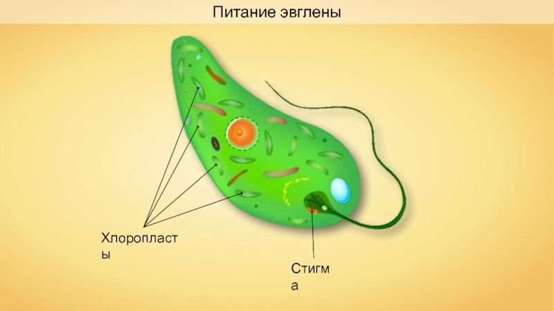 Питание эвглены. Эвглена зеленая. Эвглена зеленая царство. Передвижение эвглены. Эвглена зеленая клеточная стенка.