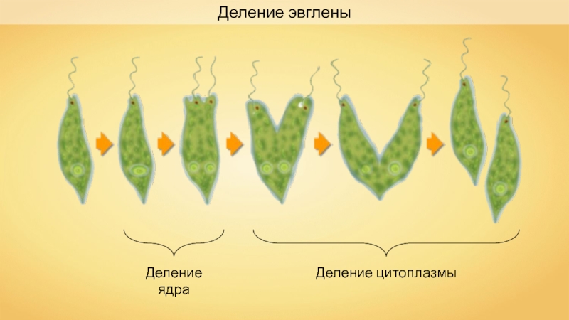 Рисунок деление эвглены