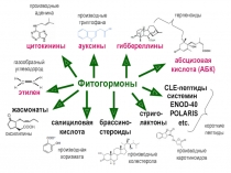 Фитогормоны
цитокинины
этилен
ауксины
гиббереллины
абсцизовая кислота