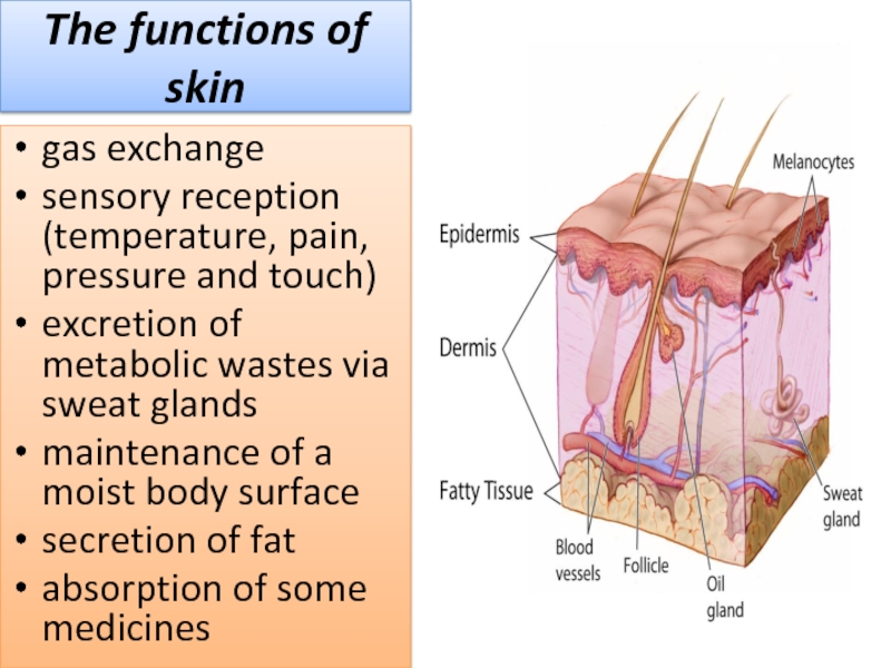 Human integumentary system (SKIN) презентация, доклад