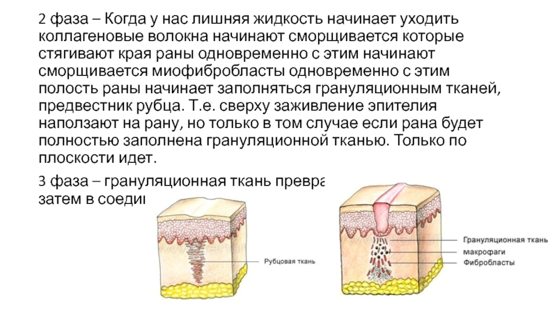 Жидкость начнет. Стадии заживления РАН В полости рта. Грануляционная ткань заполняет полость раны фото. Осадненность краев раны.