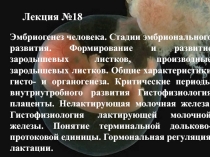 Эмбриогенез человека. Стадии эмбрионального развития. Формирование и развитие