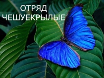 ОТРЯД ЧЕШУЕКРЫЛЫЕ