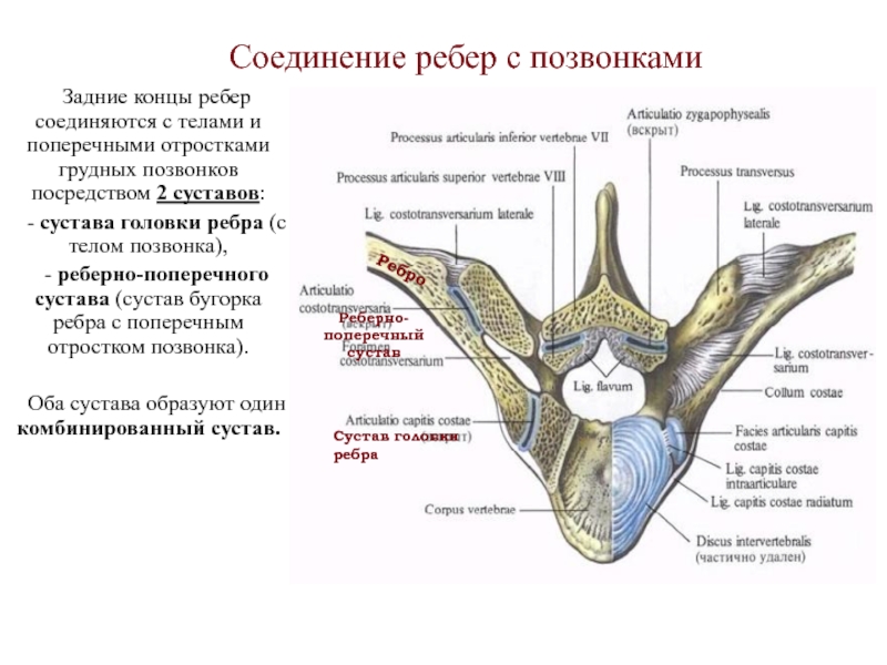 Реберно позвоночный сустав. Соединения сустава головки ребра. Соединение ребер с позвонками. Соединение позвонков с ребрами. Соединение головки ребра с позвонком.