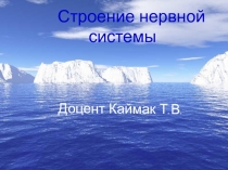 Строение нервной системы
Доцент Каймак Т.В