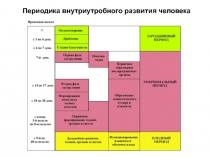 Периодика внутриутробного развития человека