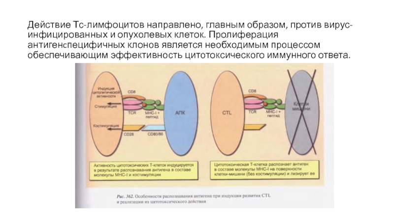 Схема th1 ответа