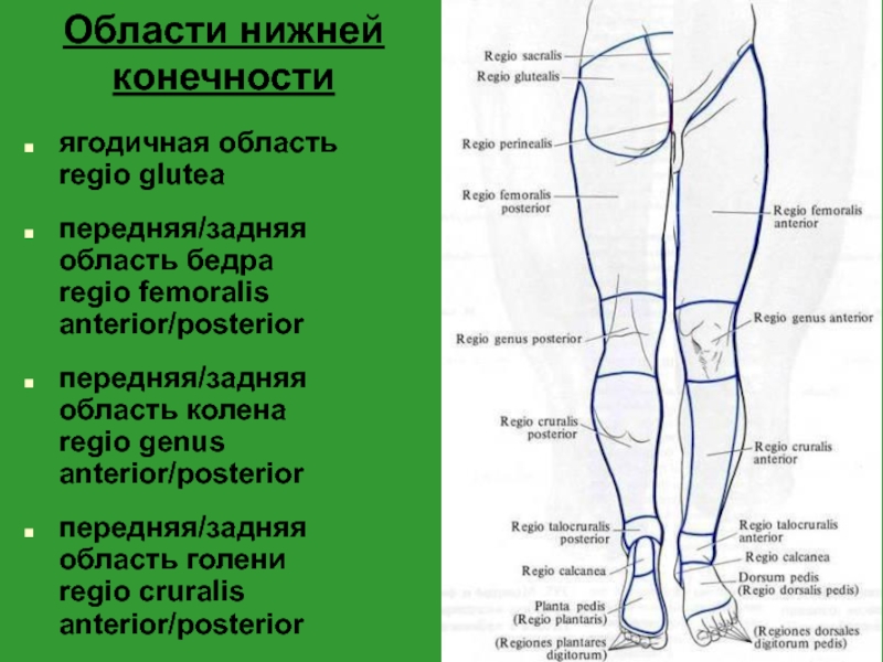 Бедро где находится у человека рисунок