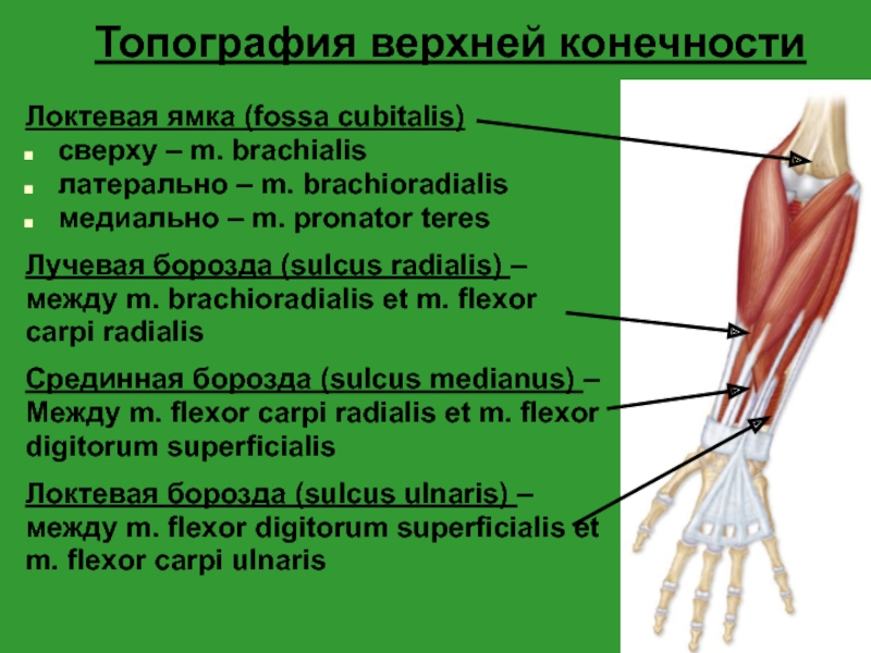 Где находится локтевая ямка на руке фото с расшифровкой