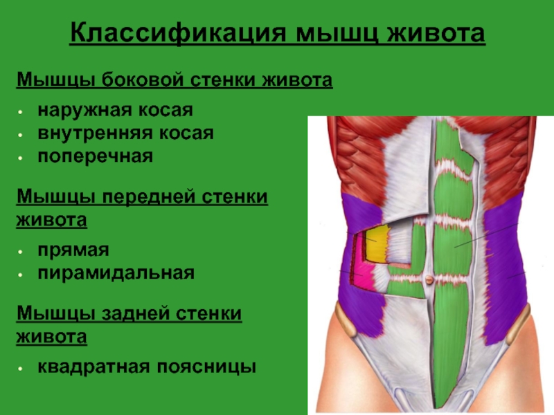 Топография брюшной стенки презентация