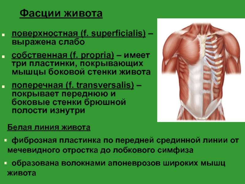 Где находится брюшная стенка у человека фото