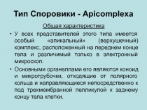 Тип Споровики - Apicomplexa